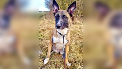 Malinois-Mix Hündin Kiana. (Foto: Tierheim Riem)