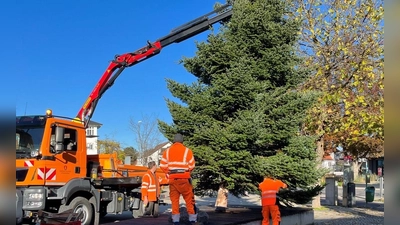 Die Mitarbeiter des Bauhofs stellen den Christbaum am Marktplatz auf. (Foto: F. Kornelson)