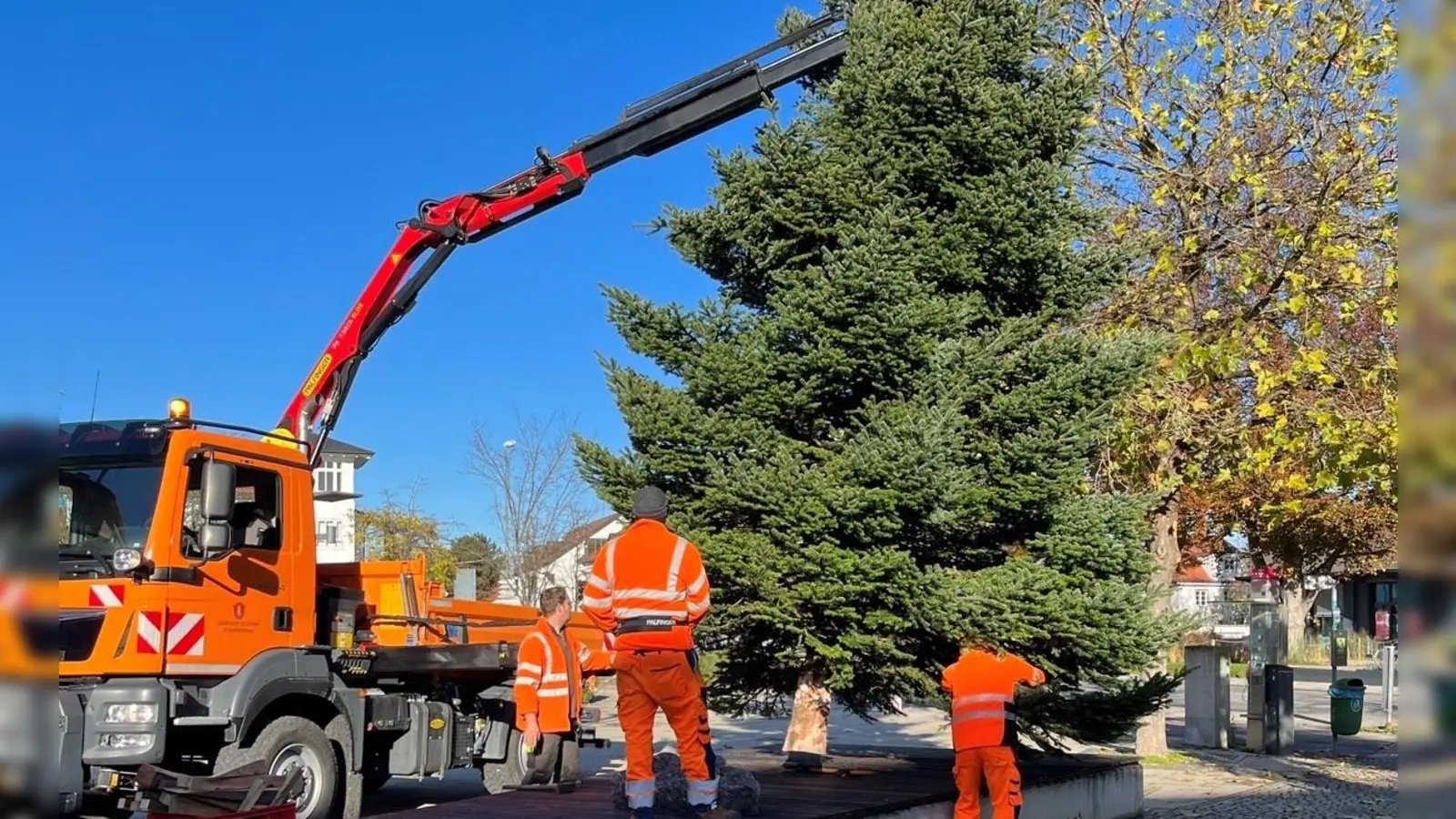 Die Mitarbeiter des Bauhofs stellen den Christbaum am Marktplatz auf. (Foto: F. Kornelson)