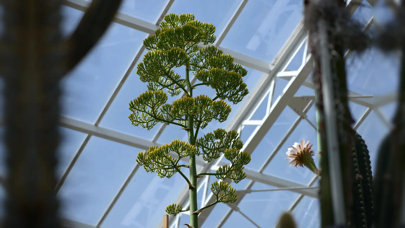 Seit Ende Mai blüht die Agave im Botanischen Garten. Pflanzenfreunde müssen jetzt schnell sein, denn das Spektakel ist meist nur für kurze Zeit zu sehen. (Foto: Robert Haas)