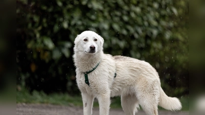 Besondere Vorsicht geboten: Bereits wenige Tage vor Silvester sollten Hunde gut gesichert und nur an der Leine ausgeführt werden. (Foto: Tierschutzverein München)