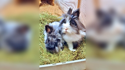  Angora Mix Kaninchen Leander und das Löwenköpfchen Black Pearl. (Foto: Tierheim Riem)