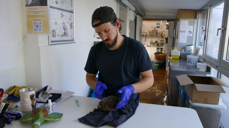 Wildtierpfleger Jacek Nitsch gibt Tipps zur Auswilderung von Igeln. (Foto: Tierschutzverein München e.V.)