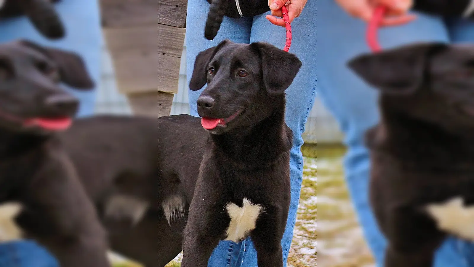 Coco, eine Mischlingshündin aus der Türkei. (Foto: Tierheim Riem)