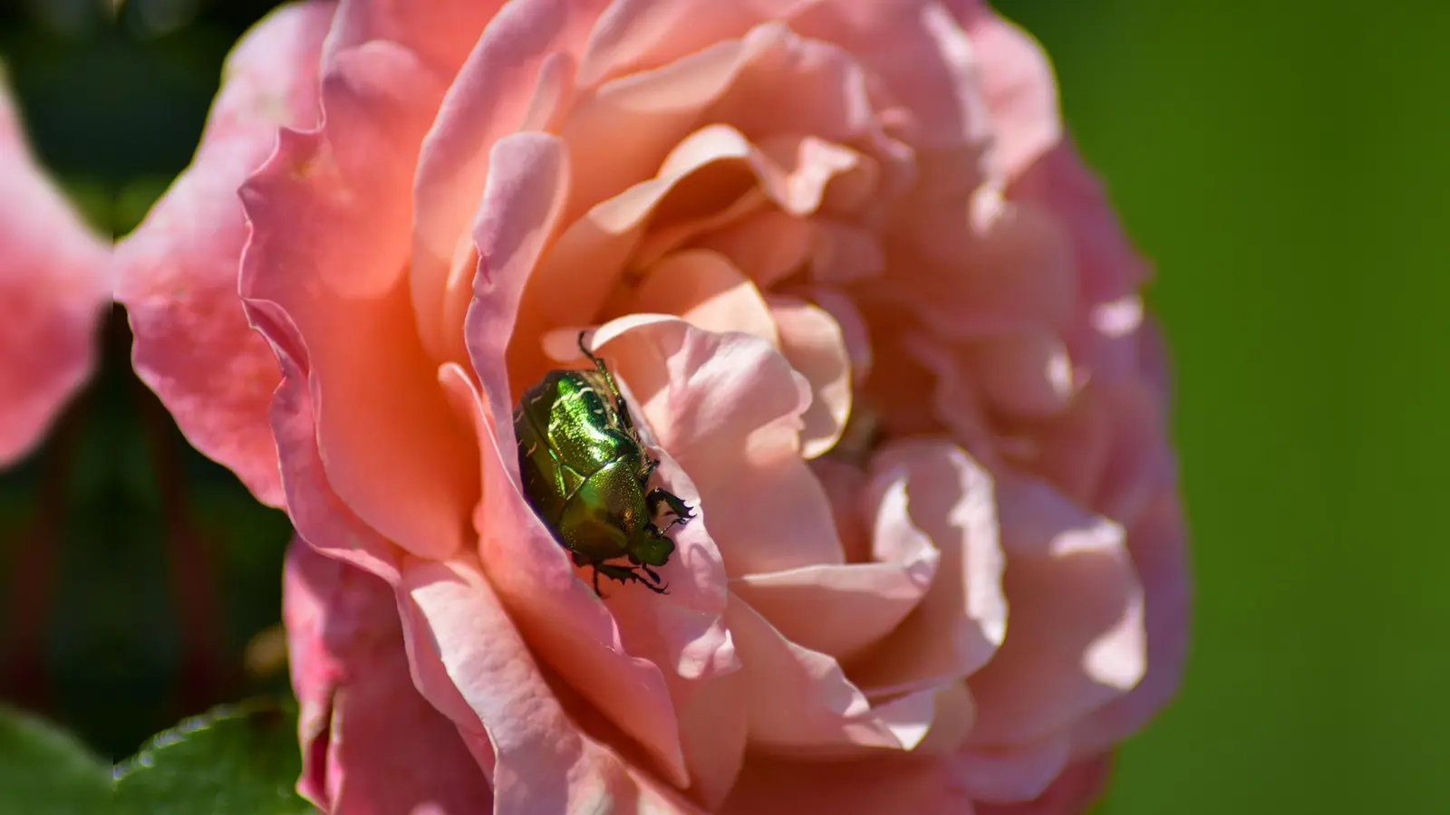 Rosenkäfer sind nicht nur harmlos, sondern gelten als Nützlinge. (Foto: annawaldl/pixabay)