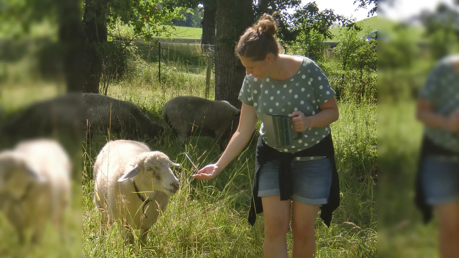 Ein Schaf vom Gmünder Hof wird gefüttert. (Foto: Magdalena Schilcher)