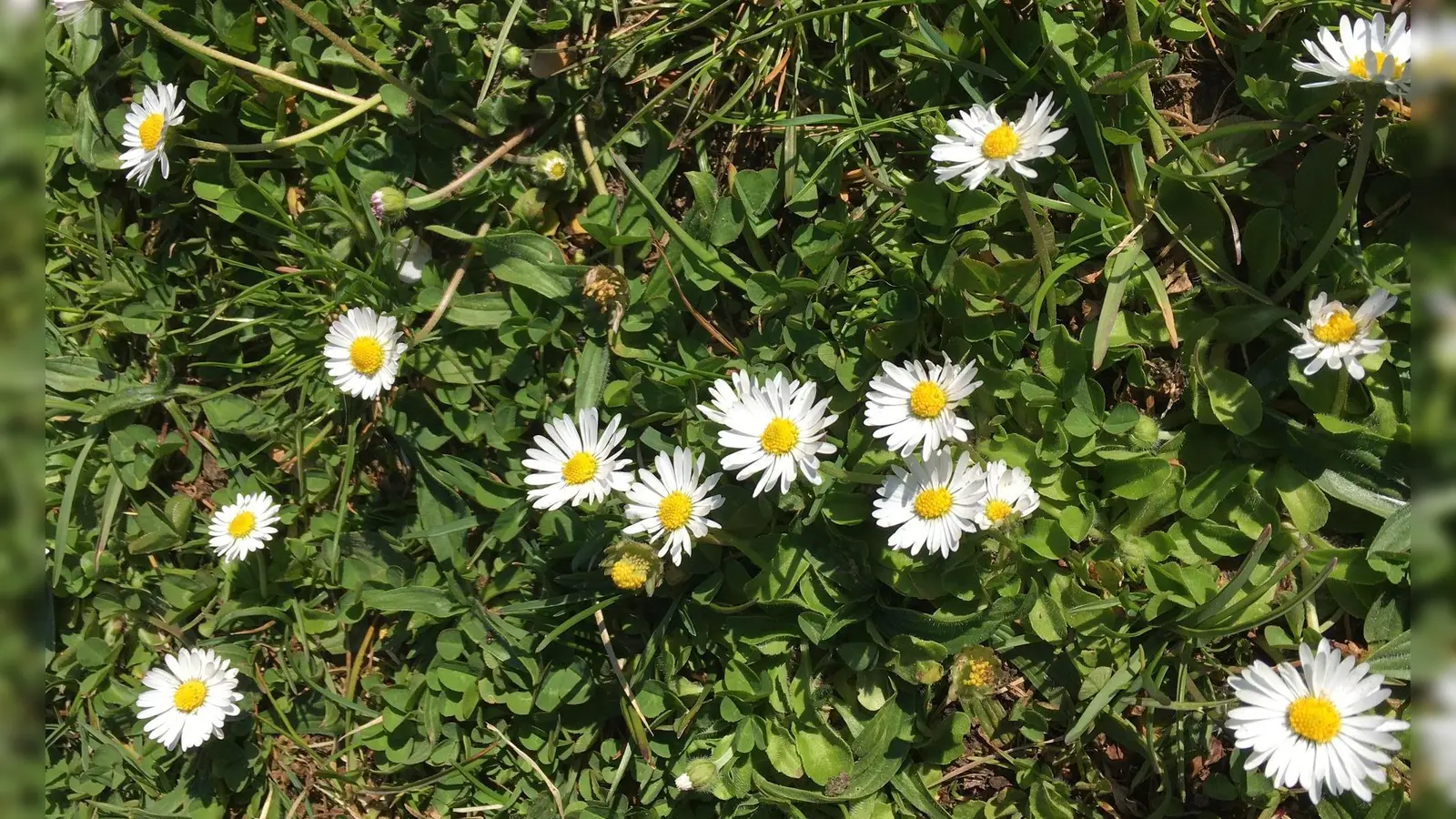 Kräuterpädagogin Dagmar Doll erklärt was man alles aus Wildkräutern und Blumen wie Gänseblümchen machen kann. (Foto: lsc)