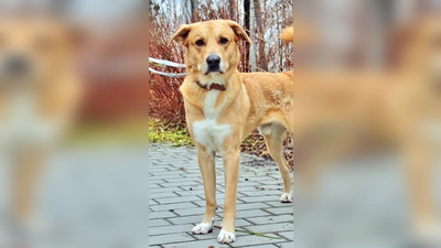 Herdenschutzhund Mix Harald. (Foto: Tierheim Riem)