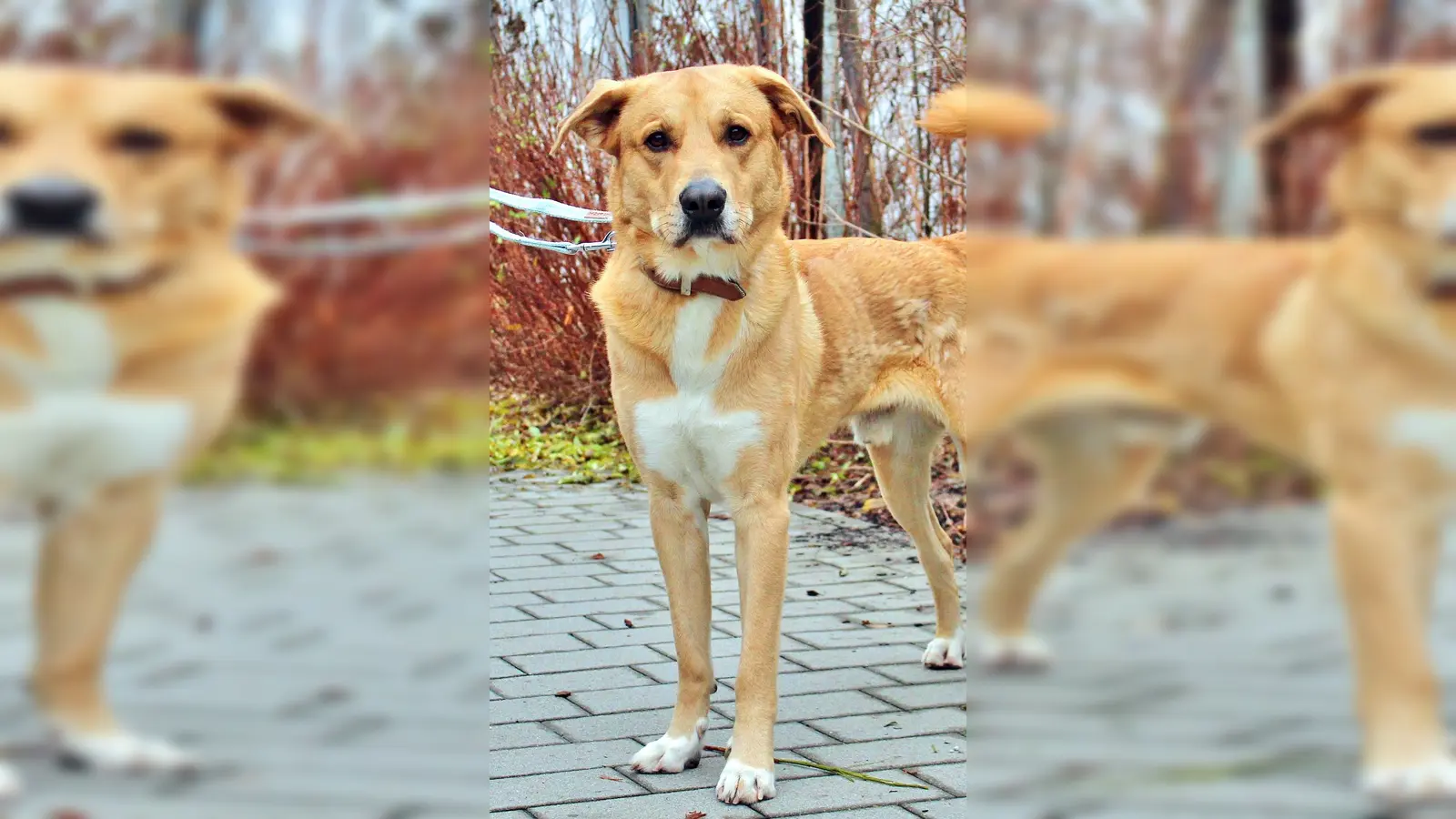 Herdenschutzhund Mix Harald. (Foto: Tierheim Riem)