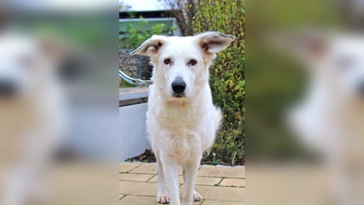 Schäferhund-Mischlingsdame Betty. (Foto: Tierheim Riem)