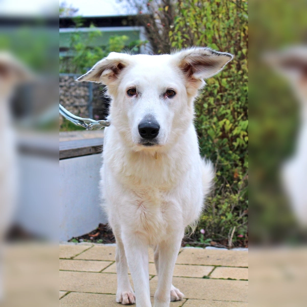 Schäferhund-Mischlingsdame Betty. (Foto: Tierheim Riem)