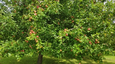 Bis Ende Oktober können Apfelbaumbesitzer ihr Obst zu Saft pressen lassen. (Foto: Verein)