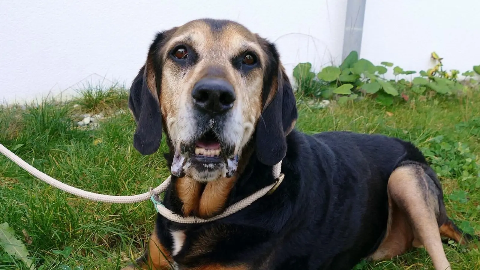 Jagdhund-Mischling Charly. (Foto: Tierschutzverein München)