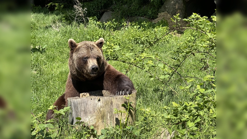 Die Wittelsbacher hielten sich vielerlei Tiere. Auch Bären waren unter ihnen.  (Symbolbild: jhö)