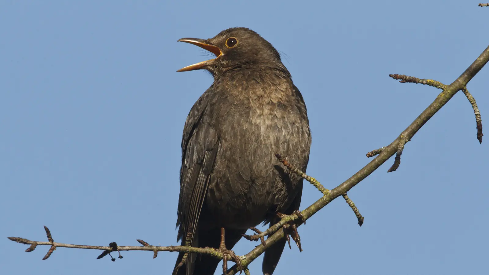 Eine singende Amsel. Diese Vögel lieben Früchte und Beeren. (Foto: Roessner Rosl/LBV)