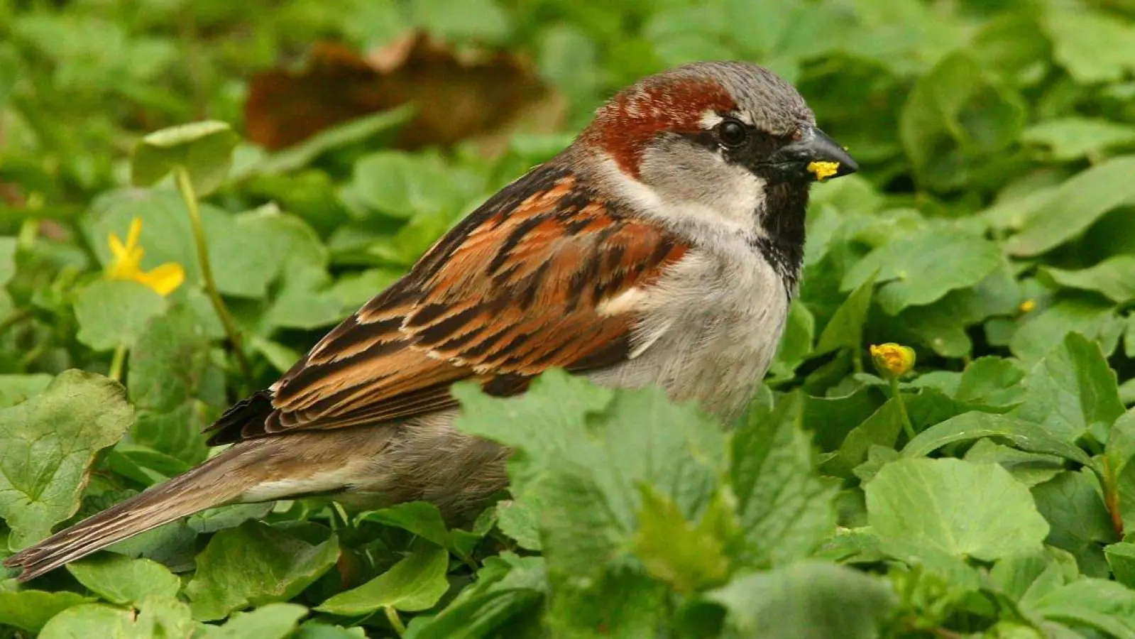 Die Mitglieder des Landesbundes für Vogelschutz (LBV) in Kirchheim, Aschheim und Feldkirchen haben eine gemeinsame Ortsgruppe gegründet. (Symbolbild: dm)