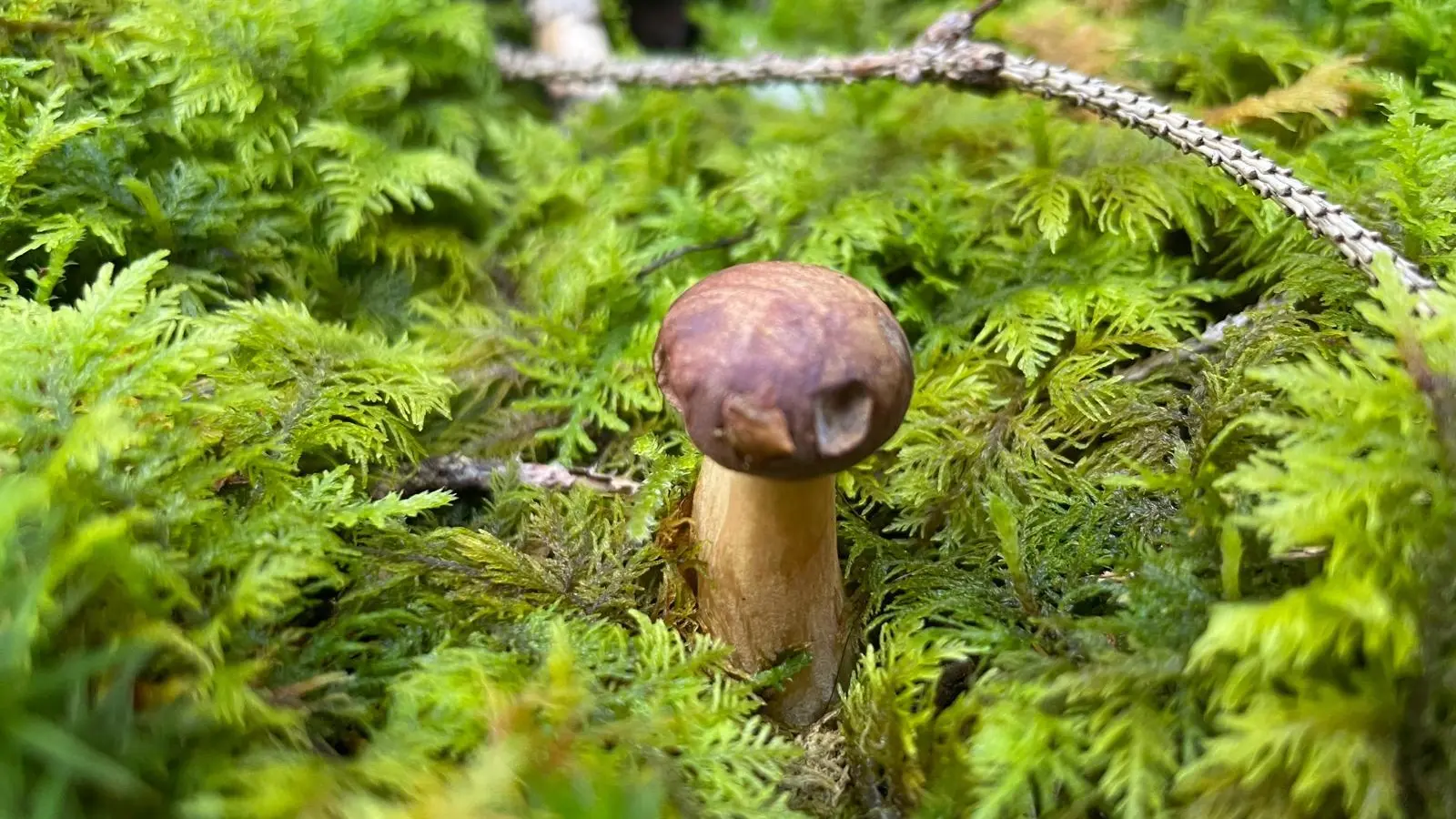 Jetzt ist die beste Zeit zum Schwammerlsuchen. Damit die Freude nach dem Essen nicht getrübt wird, empfiehlt es sich, im Zweifel Experten wie Renate Grünert um Rat zu fragen.  (Foto: bb)