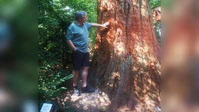 Der imposante Mammutbaum war vor fast 130 Jahren gepflanzt worden. Bürgermeister Joachimsthaler konnte eine gewisse Ehrfurcht nicht verbergen.  (Foto: Gemeinde Alling)