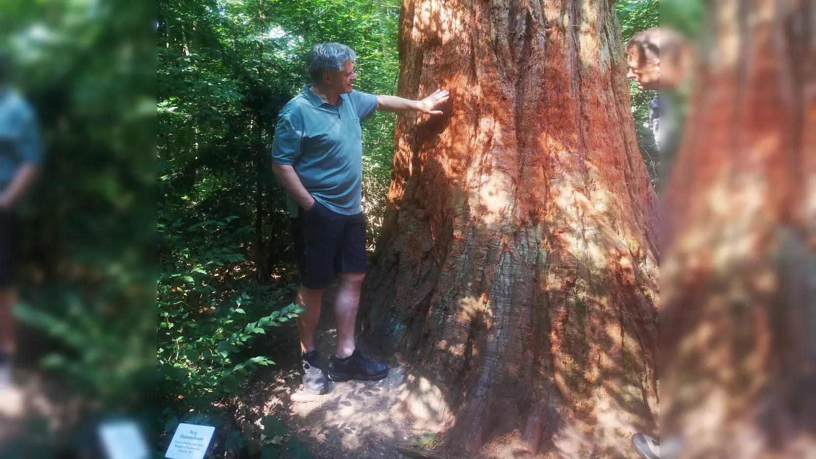 Der imposante Mammutbaum war vor fast 130 Jahren gepflanzt worden. Bürgermeister Joachimsthaler konnte eine gewisse Ehrfurcht nicht verbergen.  (Foto: Gemeinde Alling)