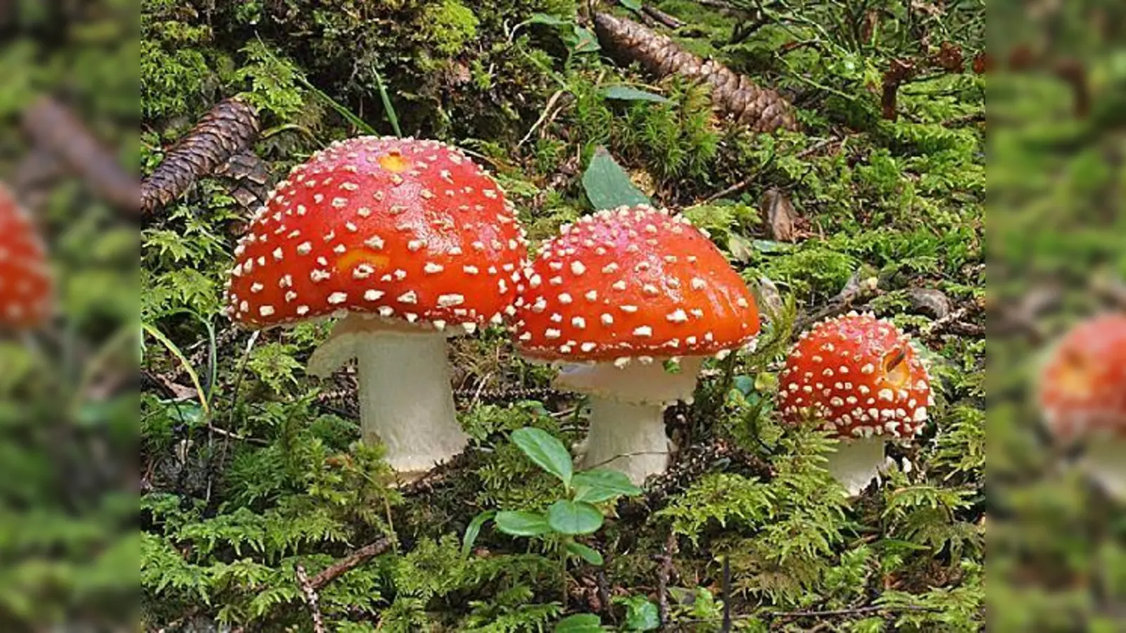 Der Fliegenpilz ist einer der schönsten und bekanntesten Pilze unserer Heimat. 	 (Foto: Peter Karasch, Verein für Pilzkunde e. V.)