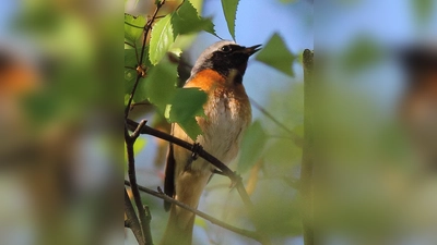 Markus Dähne wird bei der Jahresversammlung Bilder von Flora und Fauna aus Unterhaching zeigen. (Foto: Markus Dähne)