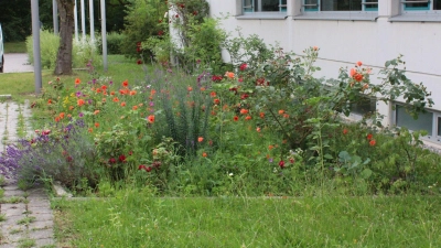 Aus dem verwilderten Schulbeet haben die Umweltchecker des Max-Born-Gymnasiums eine insektenfreundliche Blumenwiese gemacht.  (Foto: MBG)