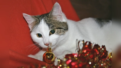 Verführerisches Glitzern: Wer Haustiere hat, sollte zu Weihnachten auf Glasschmuck verzichten. (Foto: Tierschutzverein München)