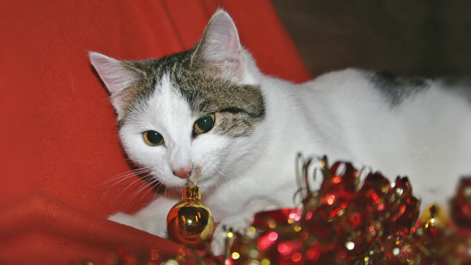 Verführerisches Glitzern: Wer Haustiere hat, sollte zu Weihnachten auf Glasschmuck verzichten. (Foto: Tierschutzverein München)