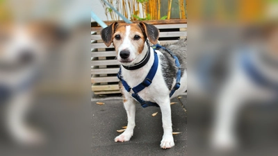 Jack Russel Terrier Hündin Luna. (Foto: Tierheim Riem)