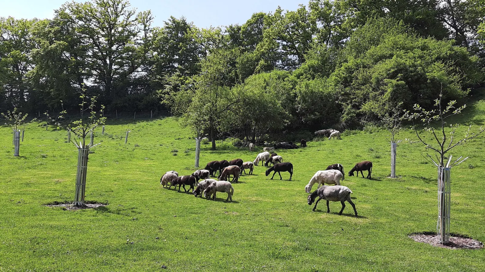 Seit Start des Förderprogramms „Streuobst für alle!” Anfang Oktober wurden in Bayern bereits mehr als 150 Anträge für je bis zu 100 Bäume gestellt. (Foto: Sabine Schulz/Verwaltung für Ländliche Entwicklung)