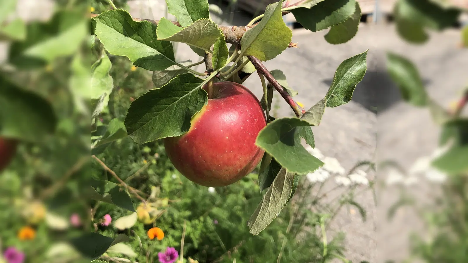 Der Bund Naturschutz lädt am 18. Januar zu einem Obstbaumschnitt-Kurs auf die Streuobstwiese in Hohenbrunn ein.  (Foto: hw)