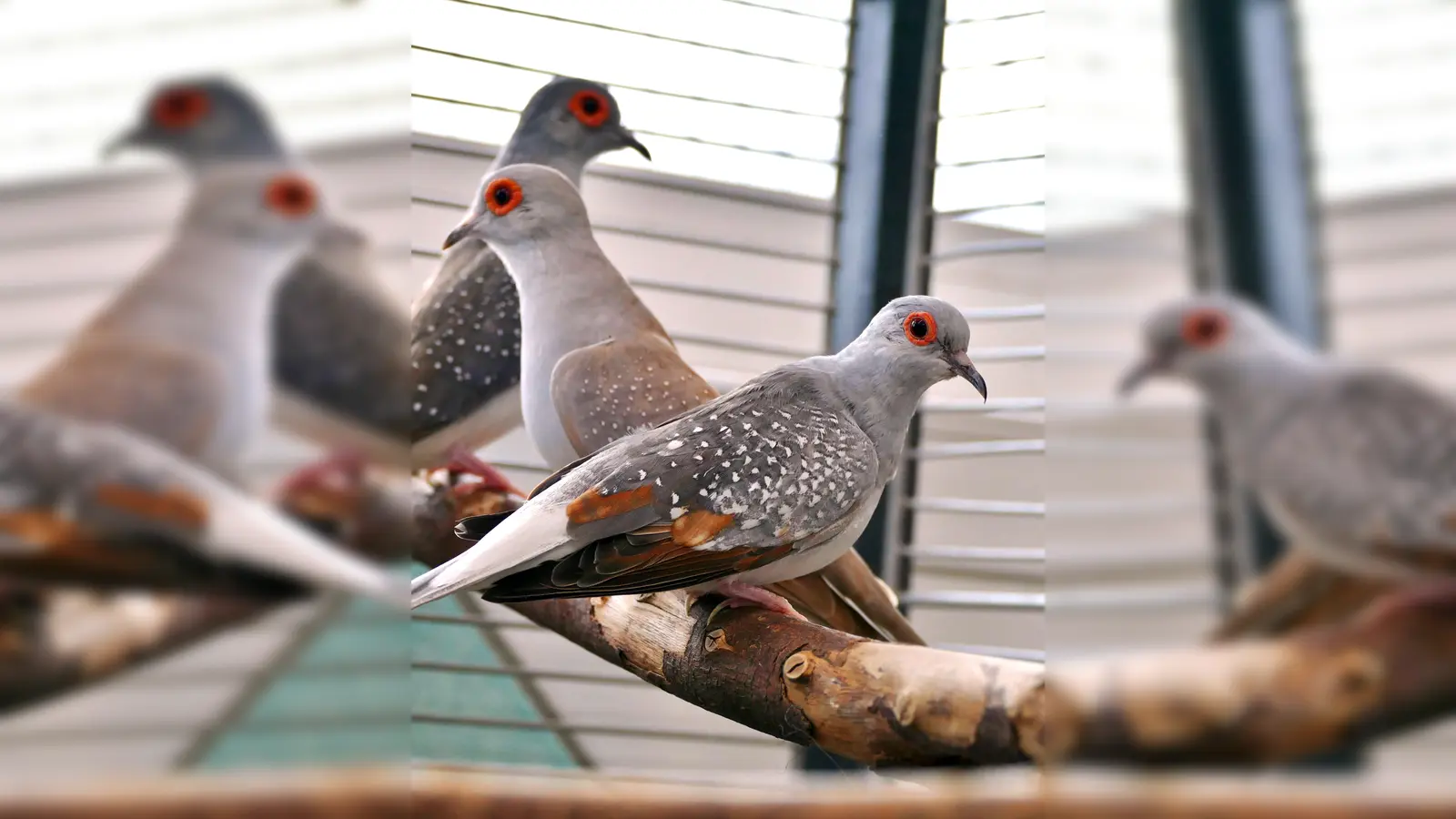 Diamanttauben Yuki, Nila &amp; Hippo.<br> (Foto: Tierheim Riem)