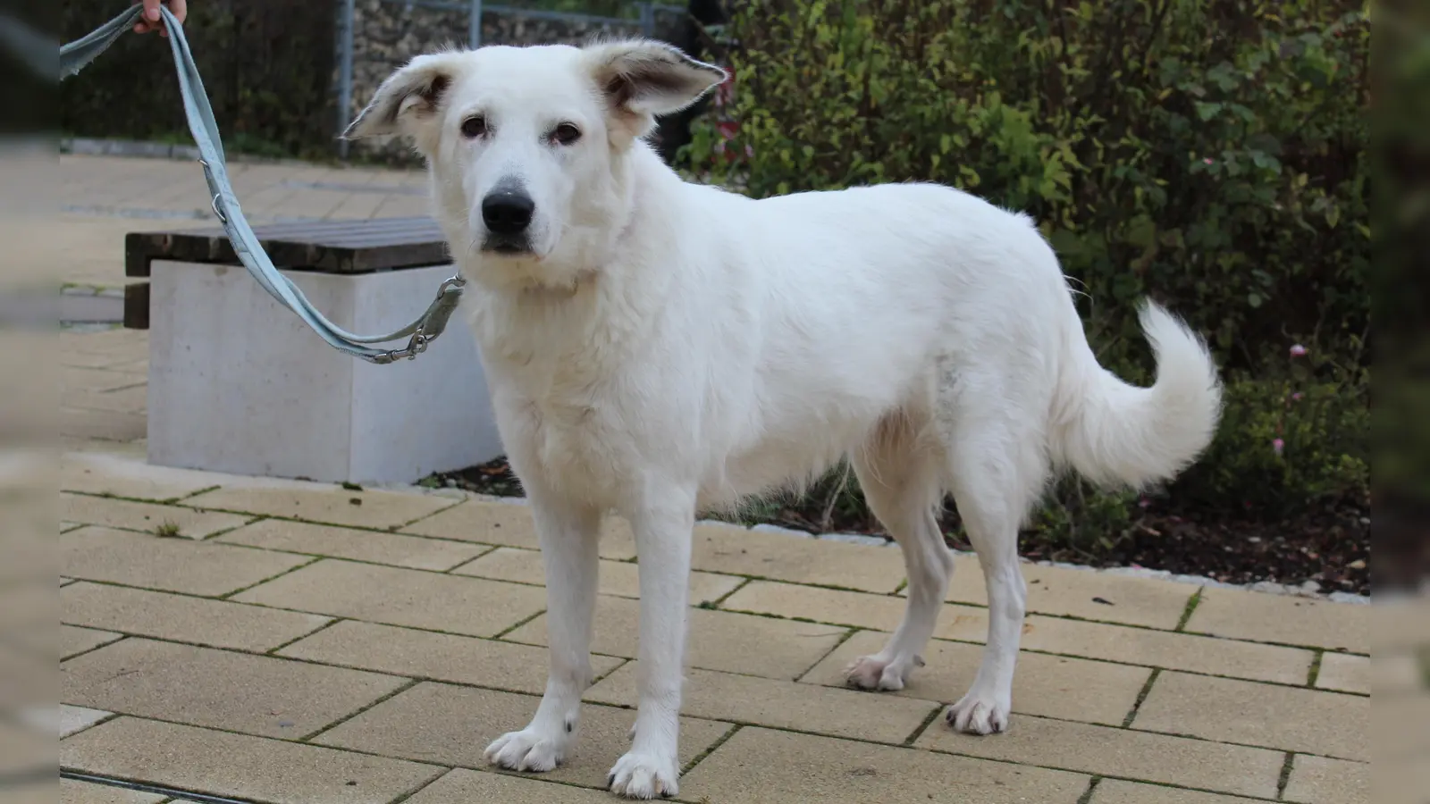 Schäferhund Mischlingshündin Betty wartet im Tierheim auf neue Besitzer. (Foto: Tierschutzverein München e.V.)