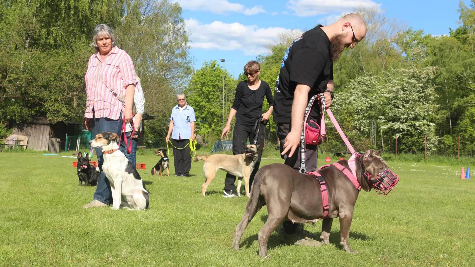 Das Münchner Tierheim sucht Trainerinnen und Trainer, die Erfahrung mit anspruchsvollen Hunden haben. (Foto: Tierschutzverein München e.V.)