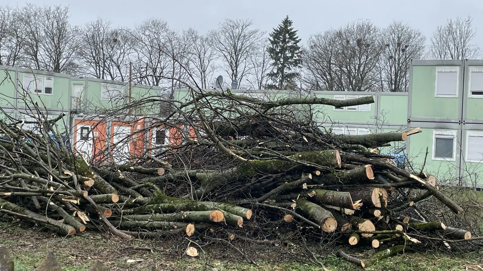 Die Reste der etwa 25 Bäume mit den zahlreichen Krähennestern wurden zu Stämmen zersägt und entlang des Zauns aufgeschlichtet. (Foto: pst)