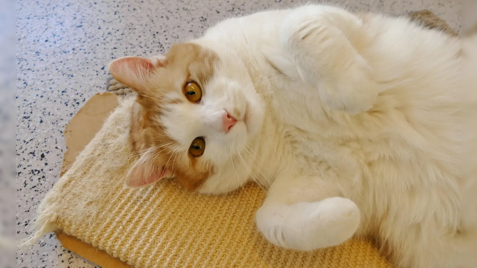 Barsik ist ein sechs Jahre alter, kastrierter Europäisch Kurzhaar Kater. Er tendiert zu Unsauberkeit, eine Verhaltensstörung, die sich vermutlich durch Alleinhaltung bereits im Babyalter entwickelt hat.  (Foto: Tierschutzverein München)