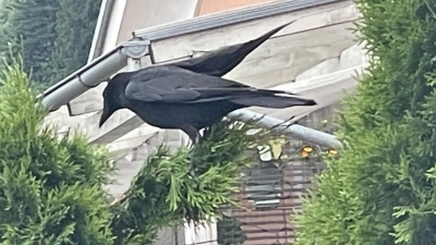 Krähen haben die Städte als nahrungsreiche Wohngebiete entdeckt. (Foto: pst)