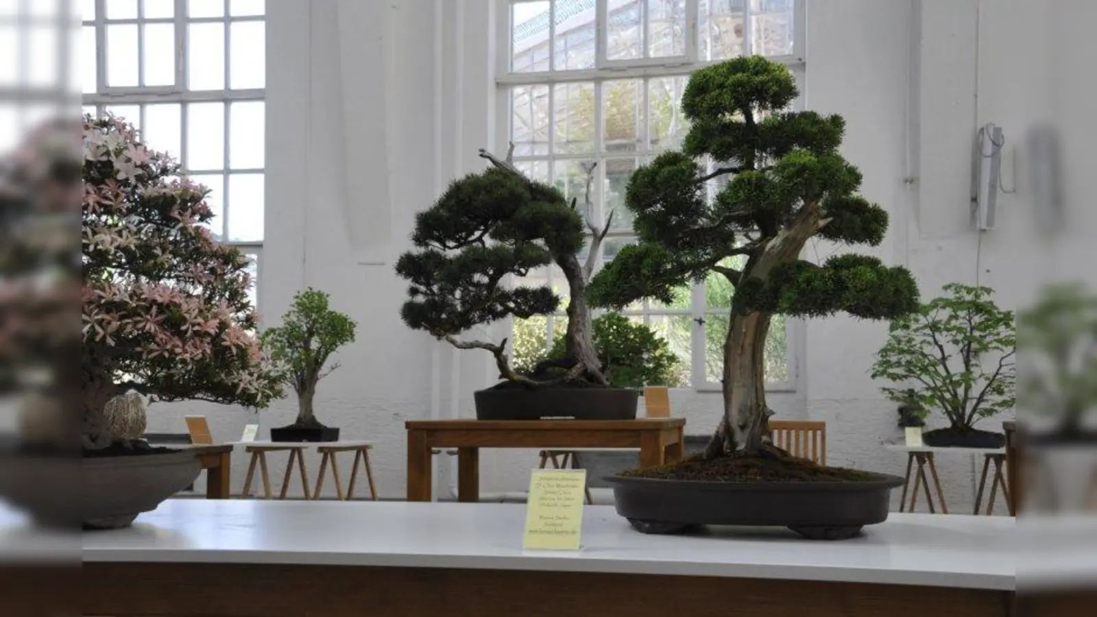 Bäume und Sträucher im Miniaturformat werden bis zum 1. Juni in der Winterhalle gezeigt. (Foto: Höck/ Botanischer Garten)