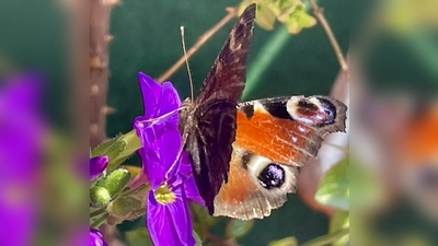 Schmetterlingen, Wildbienen und anderen heimischen Insekten könnte die Magerwiese eine neue Nahrungsquelle bieten. (Foto: bb)