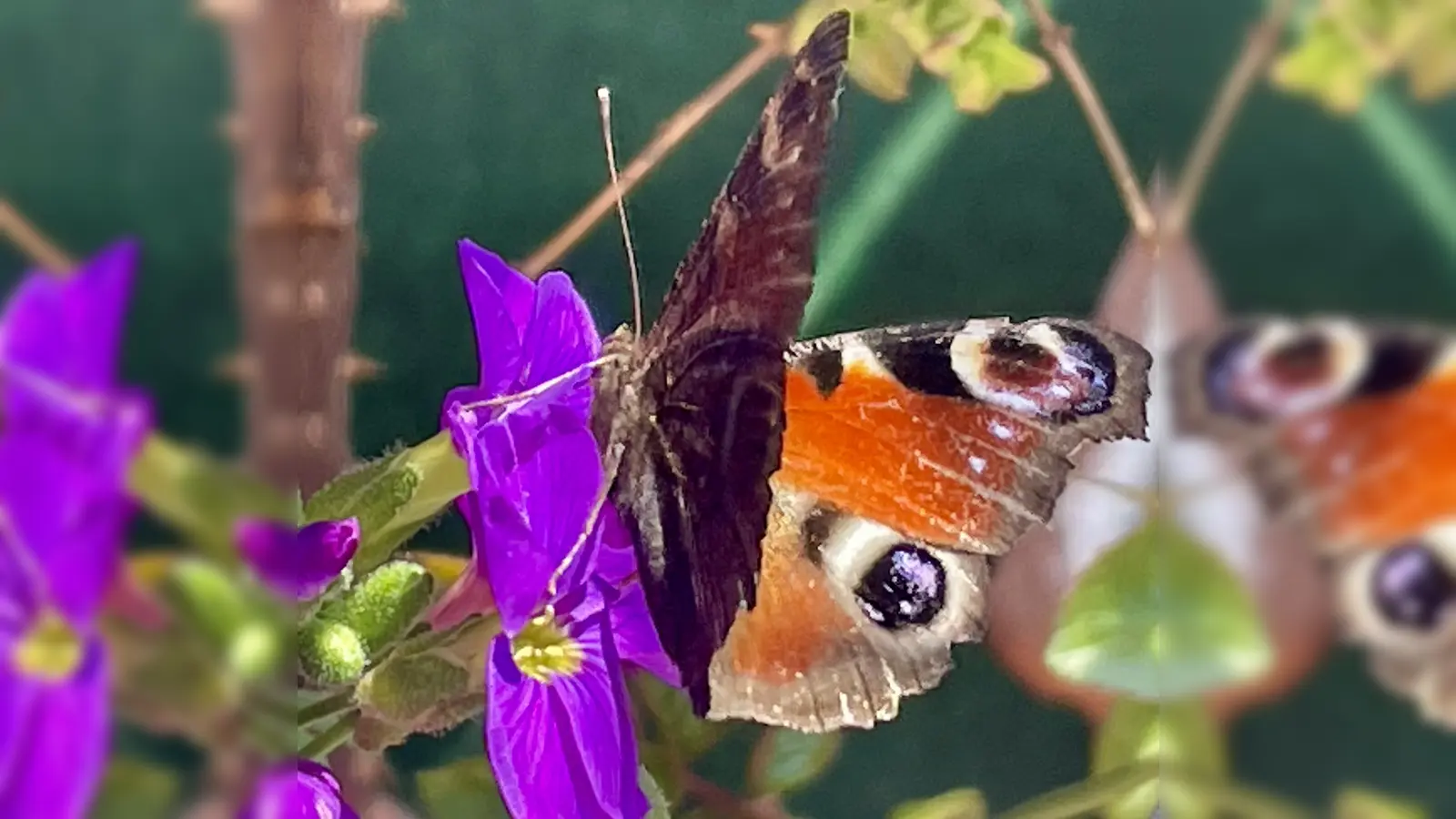 Schmetterlingen, Wildbienen und anderen heimischen Insekten könnte die Magerwiese eine neue Nahrungsquelle bieten. (Foto: bb)