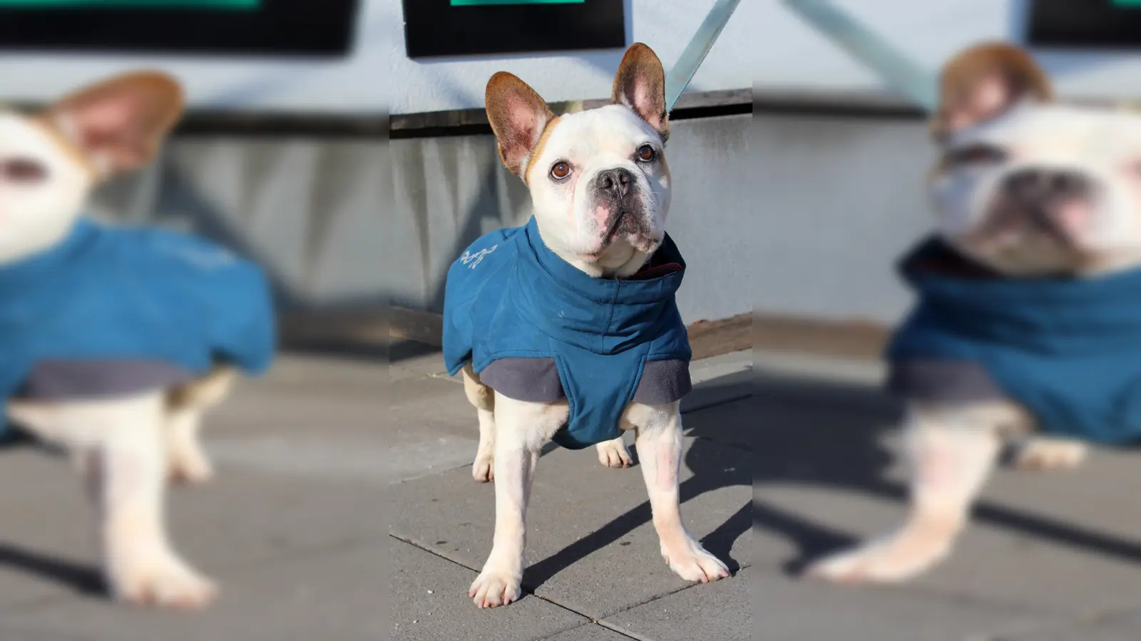 Frenchie (Synonym frz. Bulldogge) Mino. (Foto: Tierheim Riem)