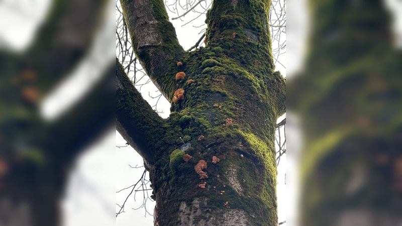 Der Pilzbefall an den Kastanien ist deutlich sichtbar. Da der Pilz im Zusammenhang mit einem Bakterium den Baum zerstört und dieser dann eine Gefahr für die Öffentlichkeit darstellt, muss gefällt werden. (Foto: © Gemeinde Eching)