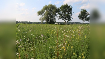 Blühflächen in Freising. (Foto: Stadtwerke Freising)