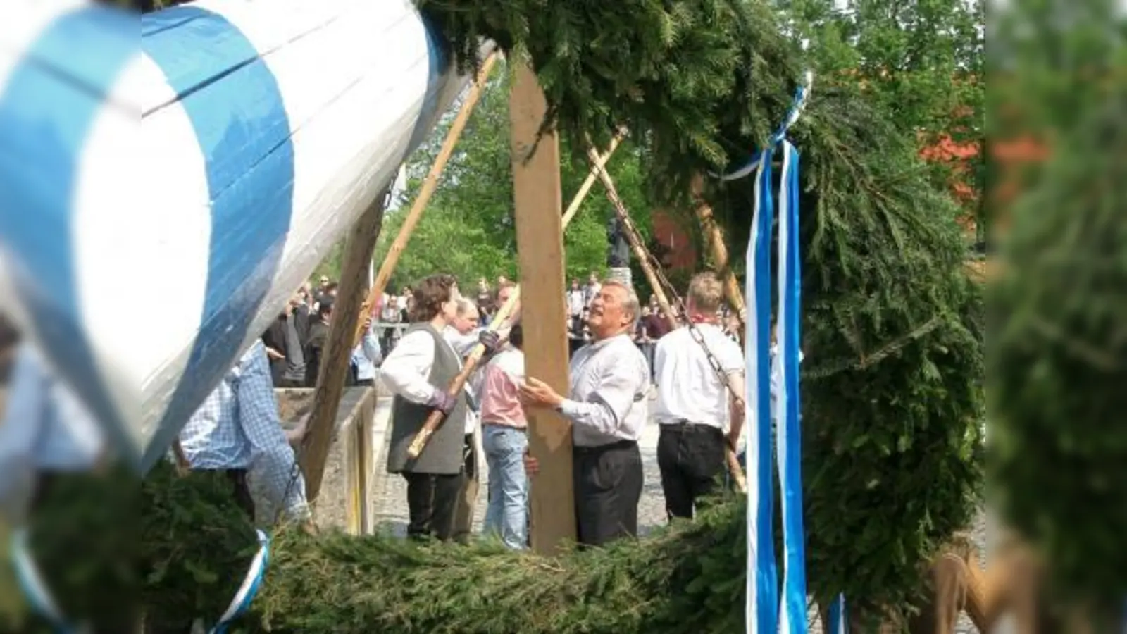 In Neuaubing wird der Baum nur mittels Drahtseil gesichert, das Aufstellen erfolgt händisch nur durch „Irxenschmalz“ (enorme Körperkraft) und mit unterschiedlich langen „Schaarn“ – hier ein Blick durch den Kranz auf die Helfer, darunter Altstadtrat Helmut Pfundstein. (Foto: Lehmann)