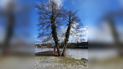 Die beliebten Erlen am Klostersee müssen weichen, weil sie unter Pilzbefall leiden und nicht mehr gerettet werden können.  (Foto: Stadt EBE)