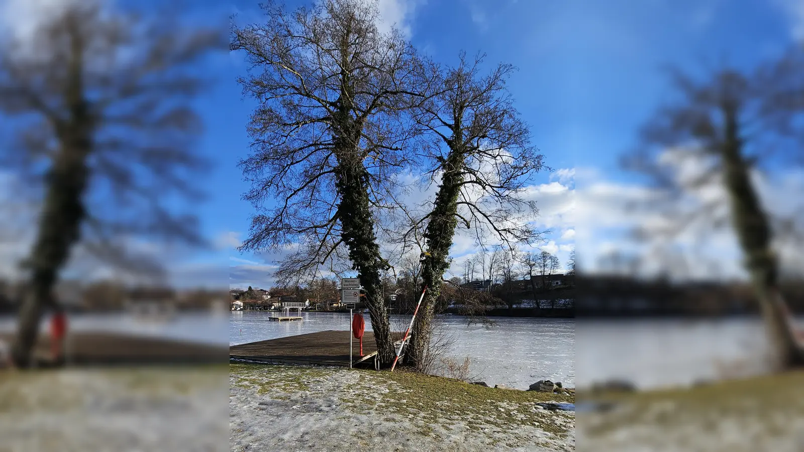 Die beliebten Erlen am Klostersee müssen weichen, weil sie unter Pilzbefall leiden und nicht mehr gerettet werden können.  (Foto: Stadt EBE)