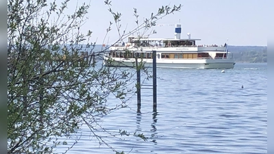 Das Kiesufer am Ammersee ist in den letzten Jahrzehnten zunehmend verbuscht. (Foto: pst)