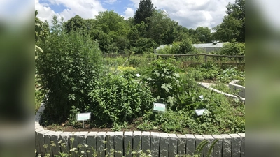 Der Umweltgarten in Neubiberg hat auch spannende Heilkräuterbeete zu bieten. (Foto: hw)