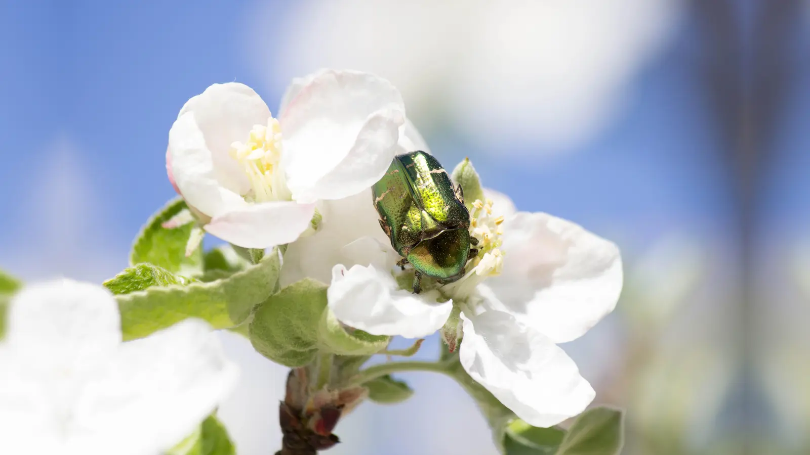 Ein Rosenkäfer auf einer Blume. (Foto: Franziska Fröhlich)