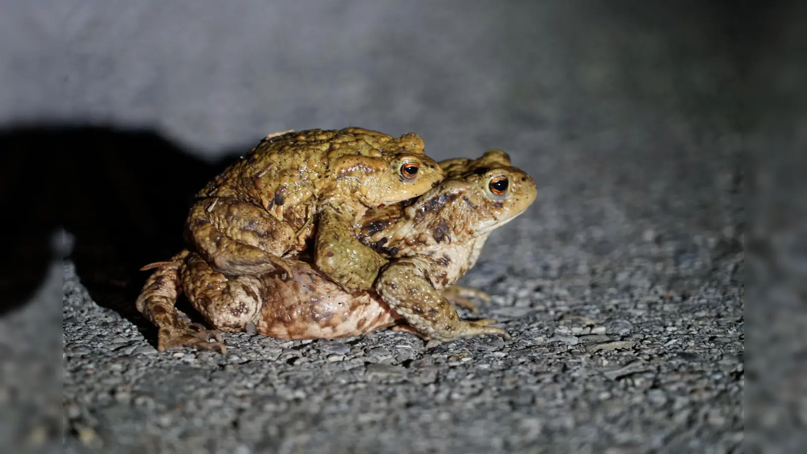 Die Erdkrötenwanderung ist im vollen Gange. Autofahrer werden um Rücksicht gebeten. (Foto: Bund Naturschutz)